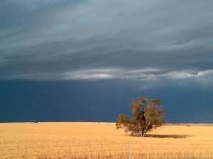 an empty wheat field